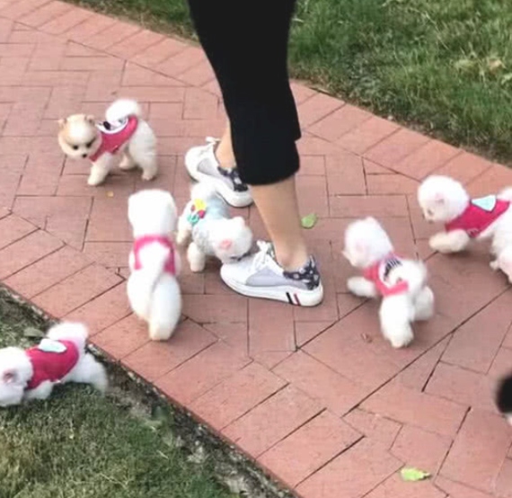 主人家带著几个茶杯犬外出，过路人竞相照相