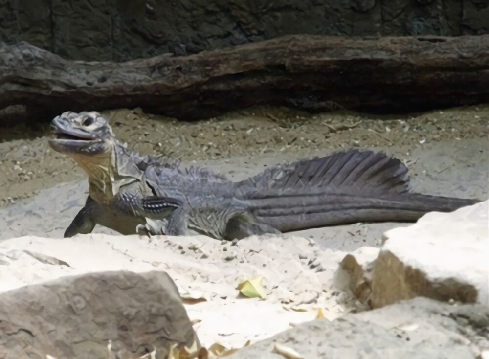 斑帆蜥身份信息