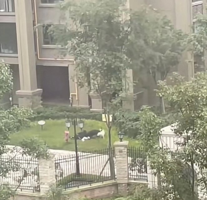 两大型犬撕咬2岁半女童致严重受伤,目前已抓到其中一只狗