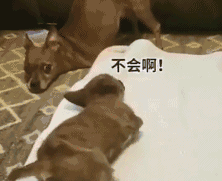 双腿截肢的狗狗成为“老师”,它还教会了其它残疾狗走路,好励志