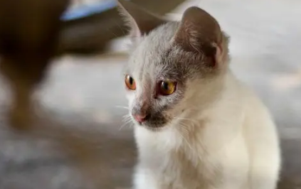 邯郸市区频现流浪猫狗 提醒:不要擅自饲养