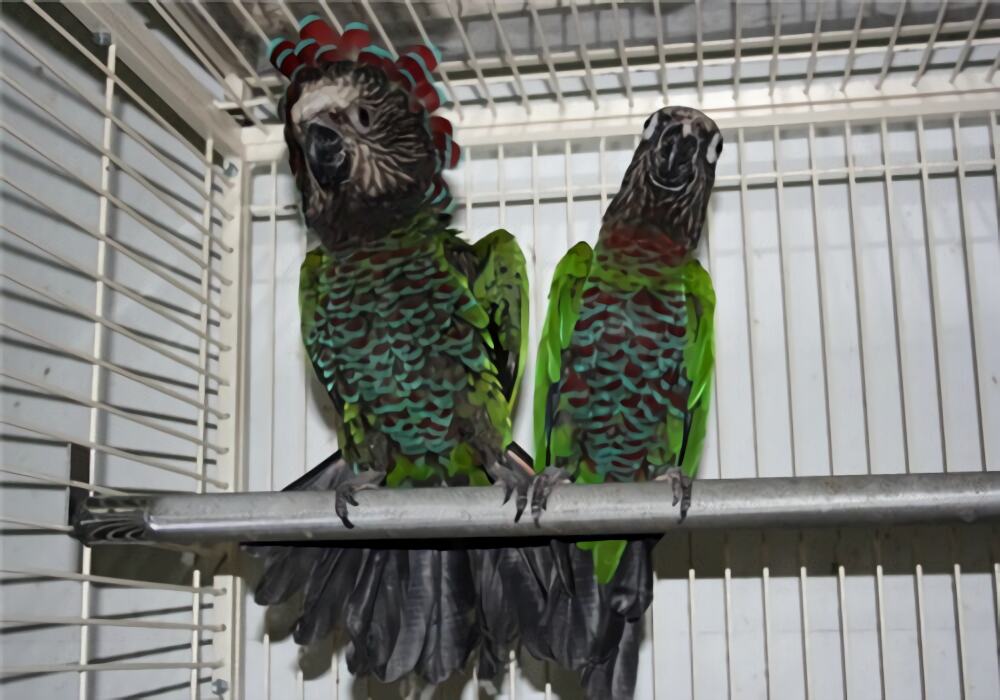 贾丁氏鹦鹉身份信息