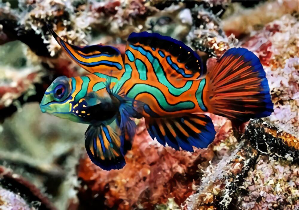 五彩青蛙身份信息