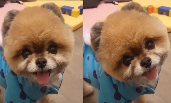呆萌博美犬歪头放电 萌翻一大群毛毛网友