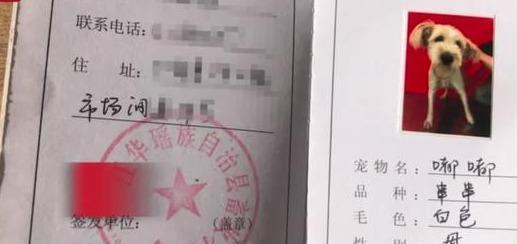 私自上街的宠物狗被活活打死:狗无牵绳一律捕杀