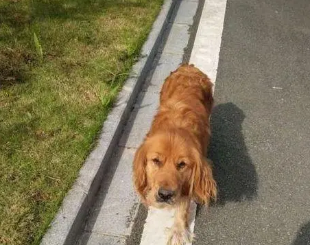 有一种坏毛病叫金毛狗狗,看见大腿就想扑过去