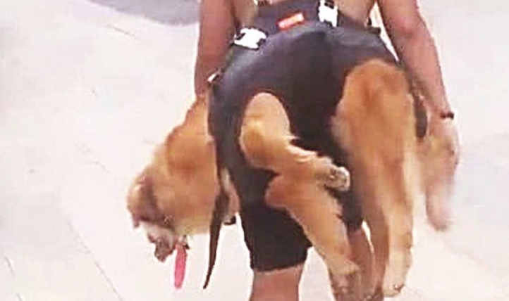 狗狗出来后总不愿回家,被主人家一招拿下,但界面却令人啼笑皆非!