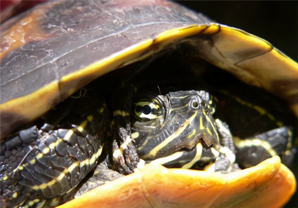 佛罗里达红肚龟身份信息