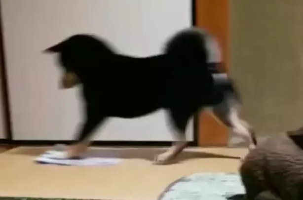 聪慧乖巧的柴犬,为了更好地让主人歇息,承揽了擦地板的家务