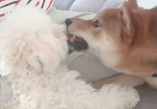 把泰迪交到柴犬,回家见到这幕主人笑喷,柴犬:来人啊!耍流氓啦