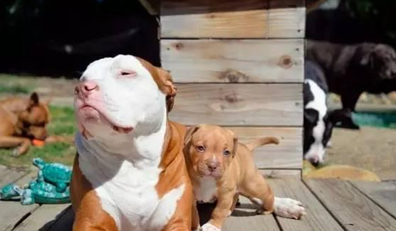 惺惺相惜超暖心 大比特犬哄小比特犬睡午觉 画面很美