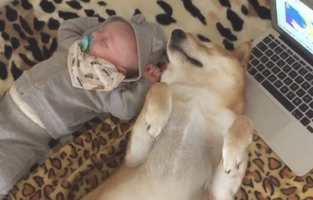 小主人出世后,想不到柴犬愈来愈忙,还能教宝宝玩手机