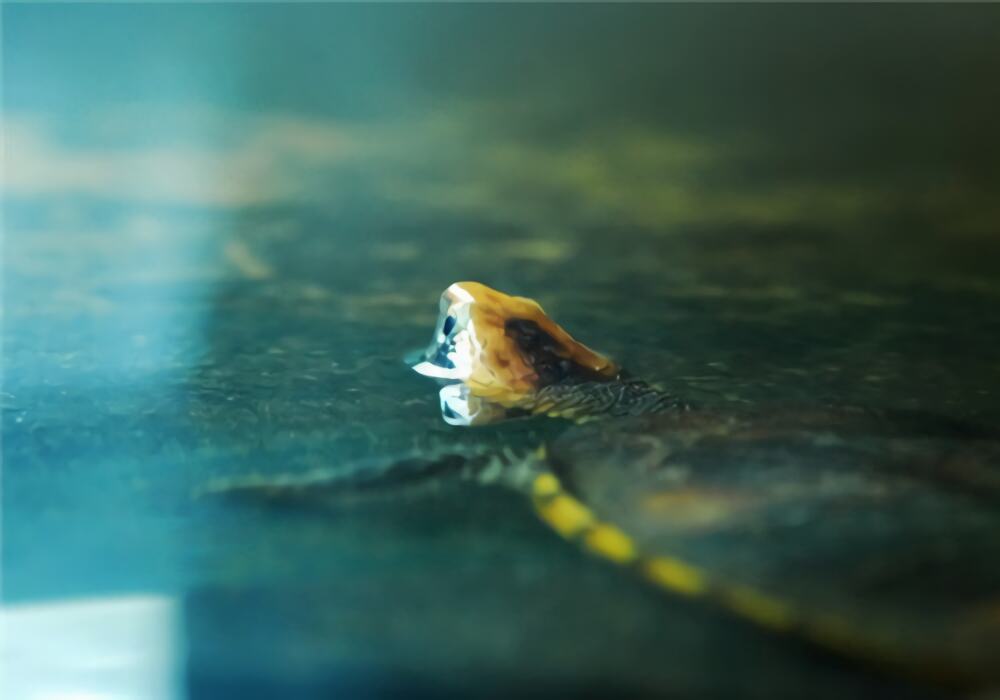 红头蛇颈龟身份信息