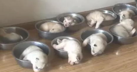 哈士奇小宝宝被分得盆中,提前准备架锅,狗妈的反映让人笑炸