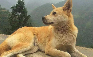 土狗每日陪老人种地, 许多人竞价2000元买狗, 老人: 看家狗我不会卖!