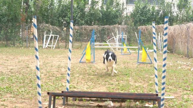 偶然的一次他接触到敏捷犬运动就一发不可收拾,竟然…