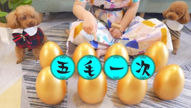 你见过小狗"摆摊"吗?2只小泰迪都快被玩坏了,过路人:全是套路