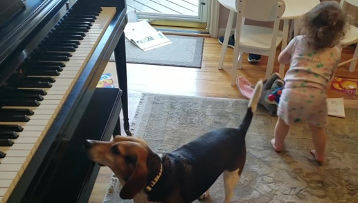 天才狗狗跟小主人同台表演超嗨,边弹钢琴边高歌!