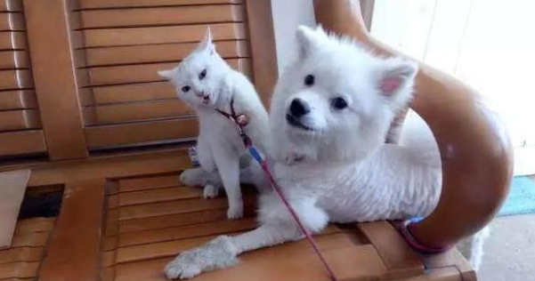 主人带狗去剪毛,回来后猫主子非常厌弃:丑拒,离我远点儿