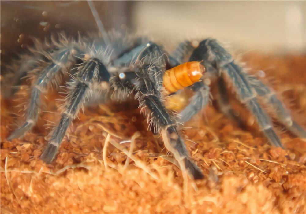 海地咖啡食鸟蜘蛛身份信息