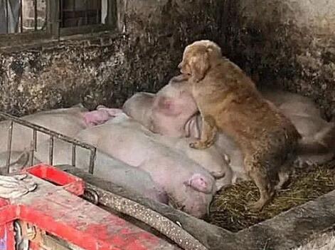 狗狗经常溜进猪圈,主人觉得事情不简单,跟过去一看,气炸了