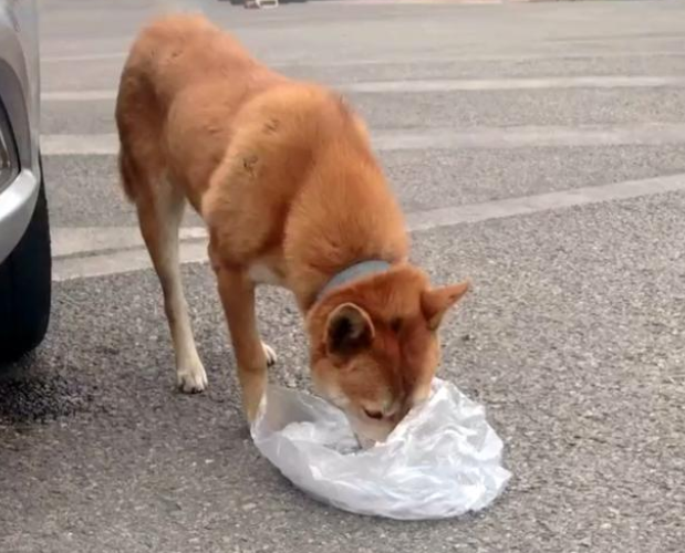 形似柴犬的大黄狗遭遗弃,流浪街头苦等主人归来