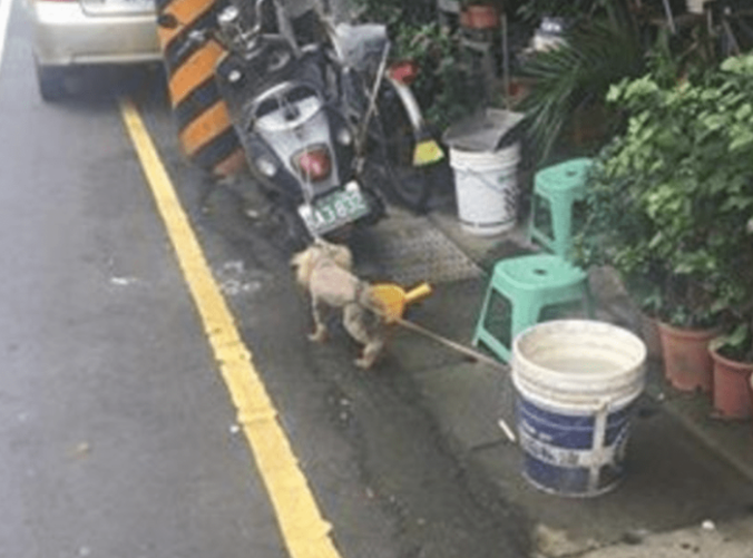 狗狗全身上下沾染不干净的东西,却不愿意冲澡,主人无可奈何下作出这件事情来!