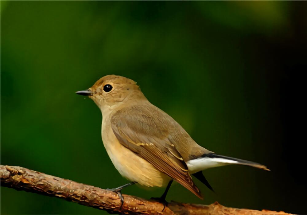 黄眉柳莺身份信息