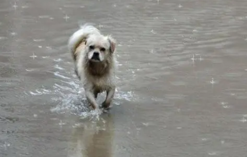 狗狗下雨天还总往外跑,主人一气之下直接用路上积水给狗洗了个澡