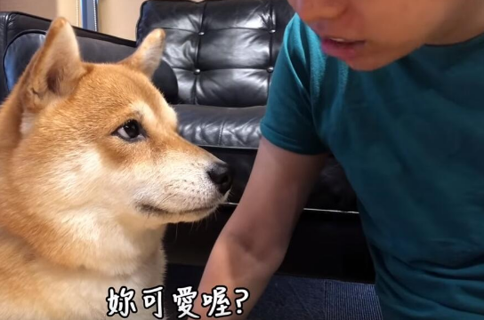 超自恋的柴犬 说不可爱就肉拳攻击