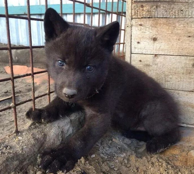 网友捡到5只小猫,兽医却说不是猫而是狗,但等它们长大后……