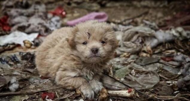 中华田园犬躲在垃圾堆里,畏畏缩缩十分害怕