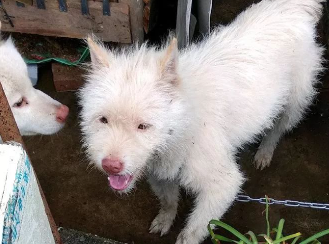 下司犬夹断半截后腿后,被主人嫌弃,狗肉价卖给了贩子