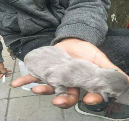 路上捡到1只流浪狗,带回家之后,却很惊讶!