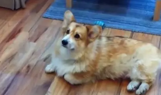 柯基犬在公园被欺负后,一说出门它就“演戏”,主人也笑翻了