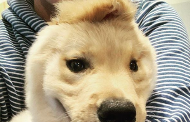 金毛犬出世后被母亲舔掉一只耳朵“独角兽高达”出现意外爆红