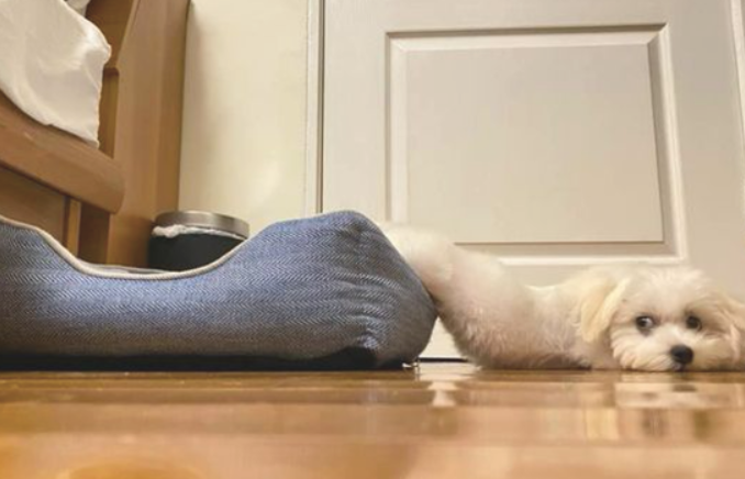 狗狗一半身体在猫窝里,一半身体在地砖上,这是流出来了吗?