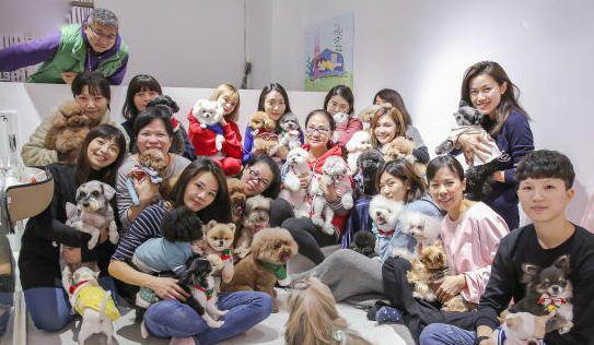 提供日托服务的狗狗幼稚园 举办圣诞趴超热闹
