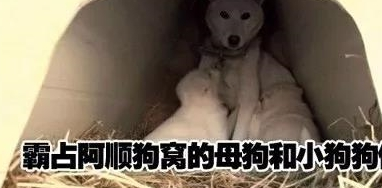 流浪母狗带着一窝小狗上门强占自家狗窝,最终发现是这么回事!