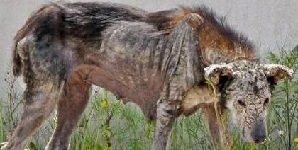爱的传递、被救的小土狗又勇敢的去救助其他狗狗!!