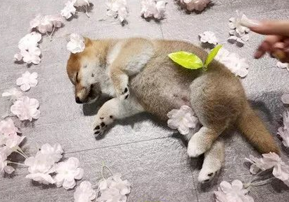 美甲店邀请小柴犬上班,这小奶狗却超不敬业,第一天上班就在店里睡大觉