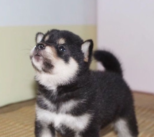 被主人带着来超市的柴犬,看到香肠一脸兴奋:妈,我就要买那个!