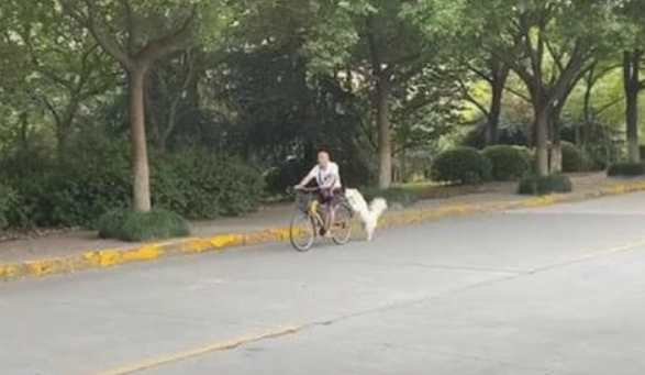 祖父骑自行车全线无需蹬,全靠后面的萨摩耶向前推,好听话的小狗!