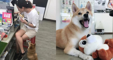 柴犬界的柯p 超可爱模样是店里的活招牌