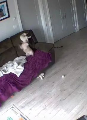网友刚出门,家里的狗和猫立马打起来:不演了!!