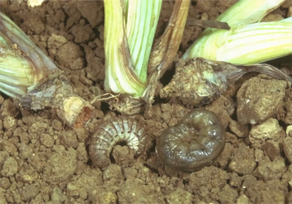 黄地老虎身份信息