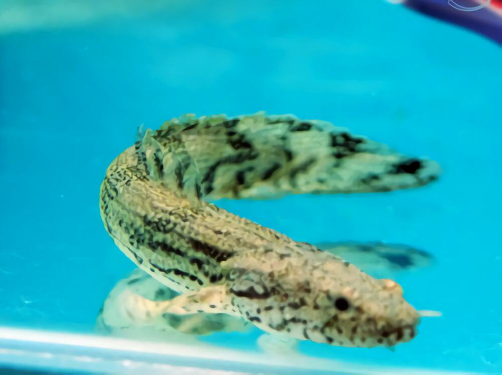 戴氏多鳍鱼身份信息