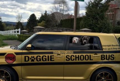 可爱大叔为狗狗们开校车,每天送狗狗上学,狗狗变得超积极去上学