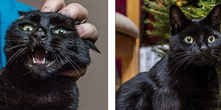令人闻风丧胆的恶魔猫 连黄金猎犬都怕它