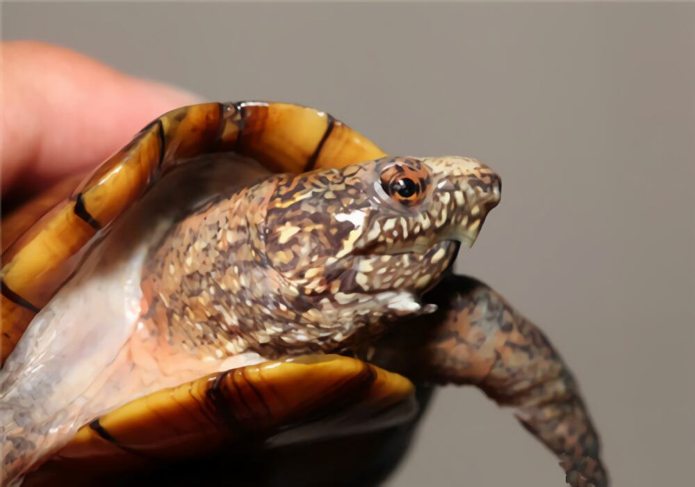 斑纹泥龟身份信息